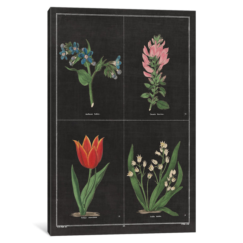 «Botanical Chart III», impression sur toile tendue, H 18 po x l 12 po x P 1,5 po, Toile tendue, Pas de tapis