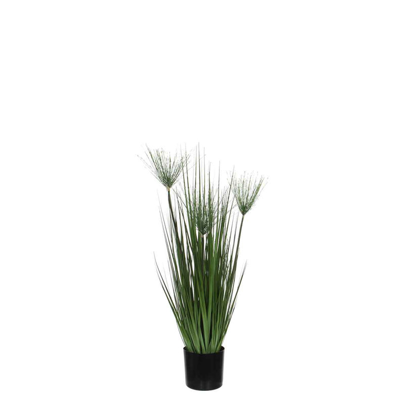 76cm Papyrus Grass in Pot