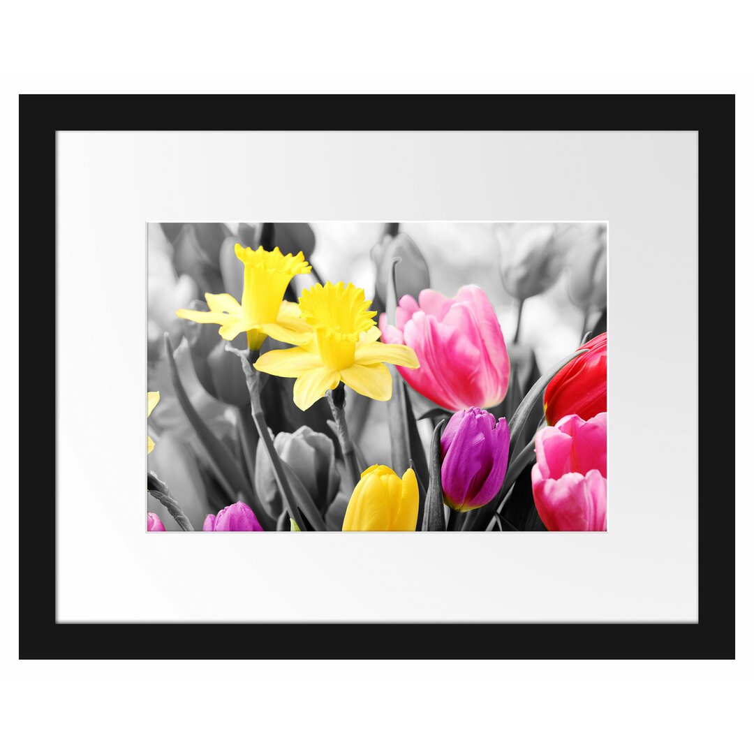 Gerahmtes Poster Schöne Narzissen mit Tulpen