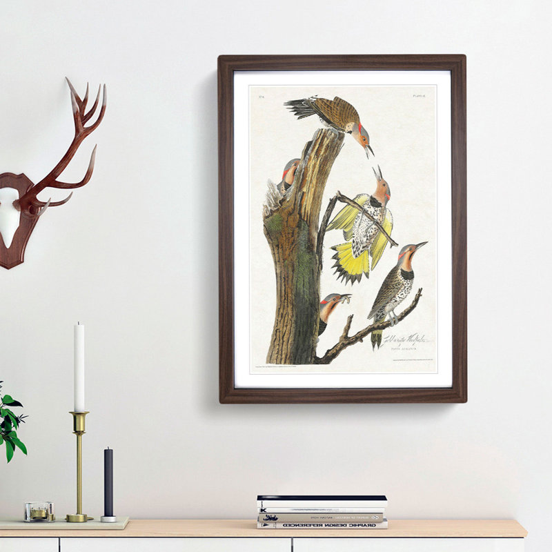 Golden-Winged Woodpecker by John James Audubon - Picture Frame Art Print, 36cm H x 27cm W x 2cm D, Walnut Framed