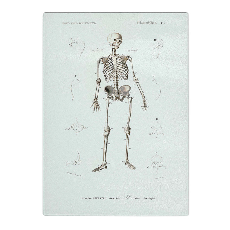 Glass Human Skeleton by Charles D' Orbigny Chopping Board, 28.5 cm W x 20 cm L