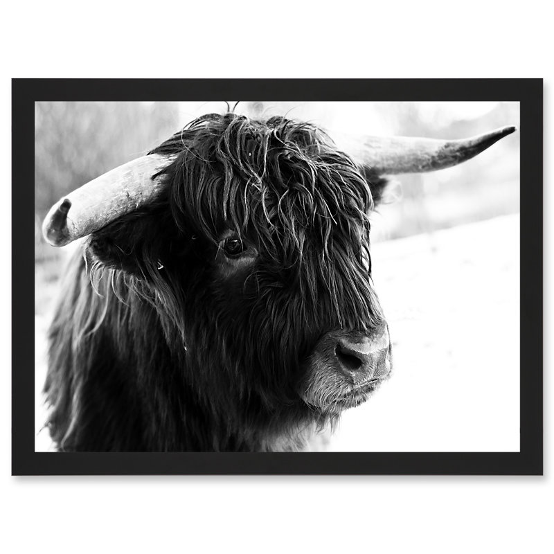 Highland Cow Bull Horns Black White Photo 1 Piece Single Picture Frame Wall Art