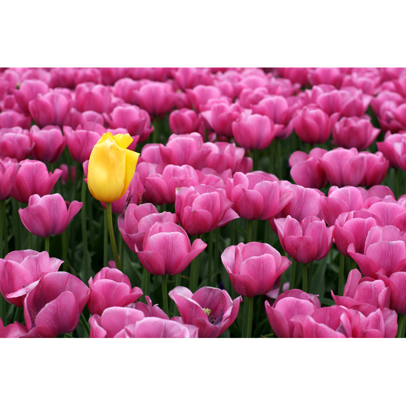 Granvill Tulips - Wrapped Canvas Print, 81cm H x 122cm W x 3.8cm D