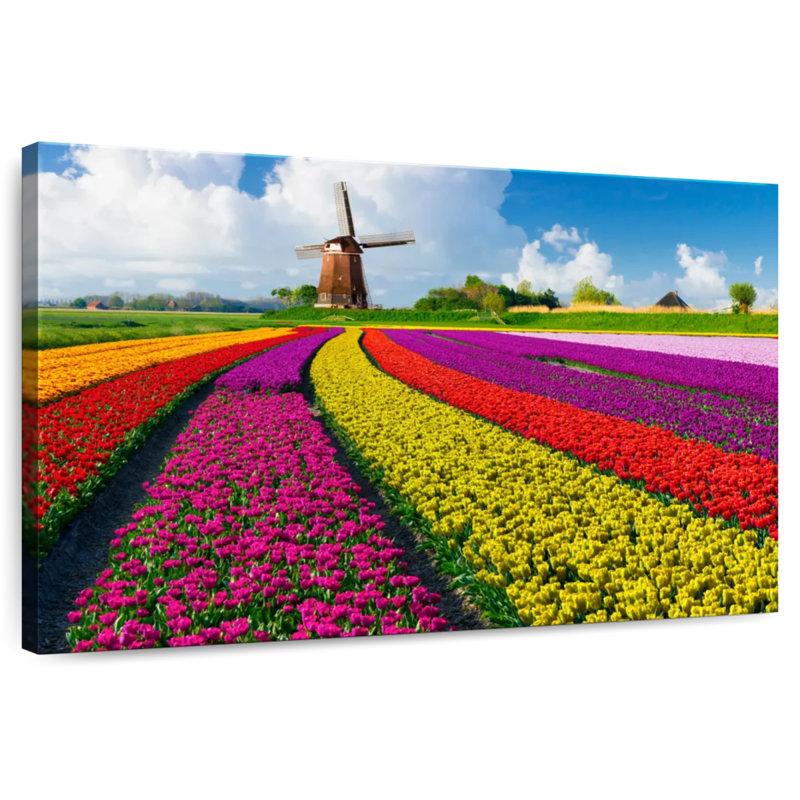 Harnek Windmill In Tulip Fields