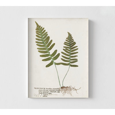 Nature, fougères imprimées par l'inconnu, impression d'affiche de fougère rétro