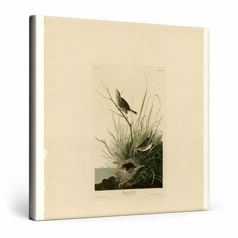 Finch à queue pointue (planche 149) - art mural carré sur toile, 16" W x 16" H