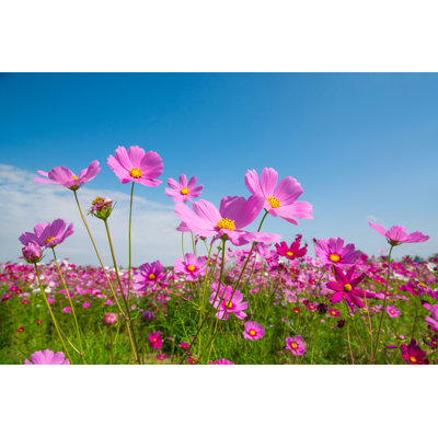 Cosmos With Blue Sky - Wrapped Canvas Print