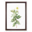 Macartney Rose in White by Pierre-Joseph Redoute - Framed Print-55577406-55577409