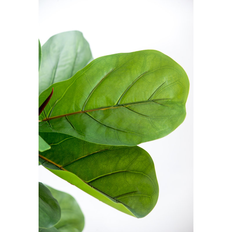 Arbre à feuilles de figuier Fiddle - 25 po x 25 po x H 52 po - vert