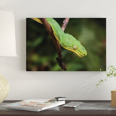 " Emerald Tree Boa In Tree, Costa Rica " by Tim Fitzharris