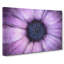 The Eye Of A Purple Flower In Abstract - Wrapped Canvas Print-55338501