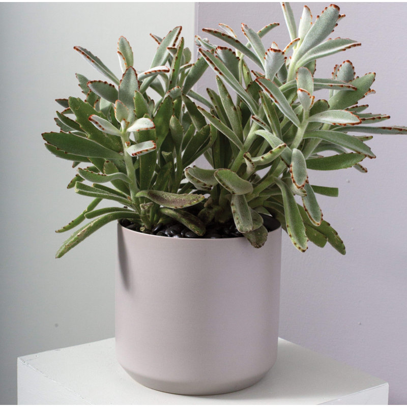 Pot à fleurs en céramique Parsons, Gris