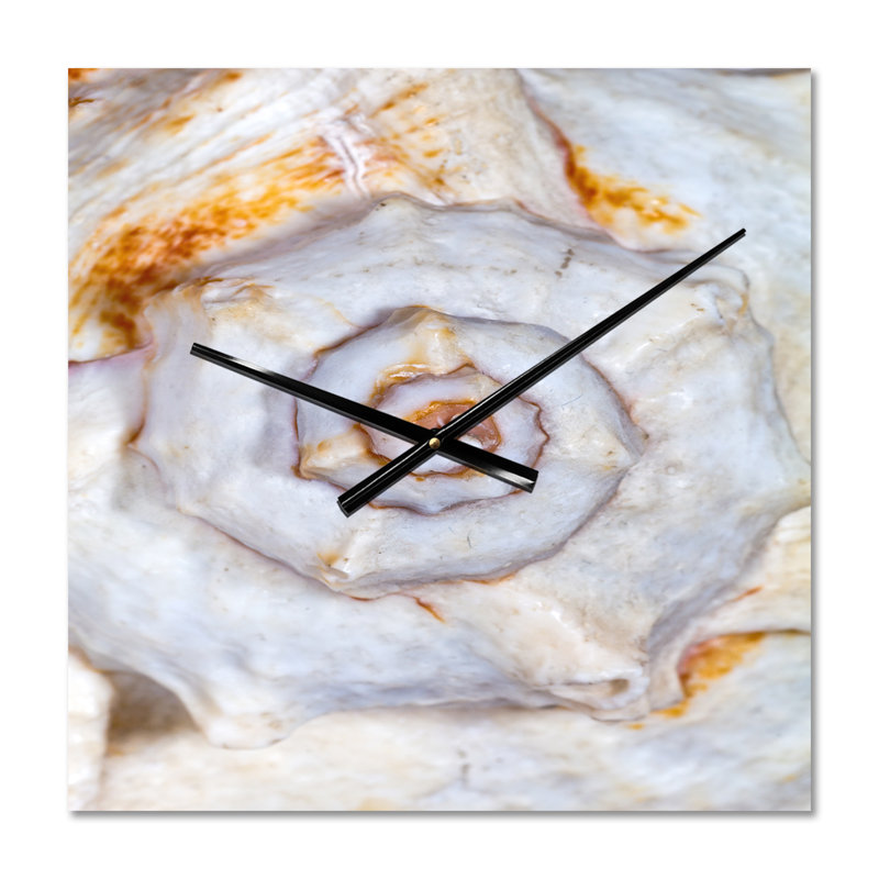 Grand squelette de coquillage - horloge murale moderne, Très grand