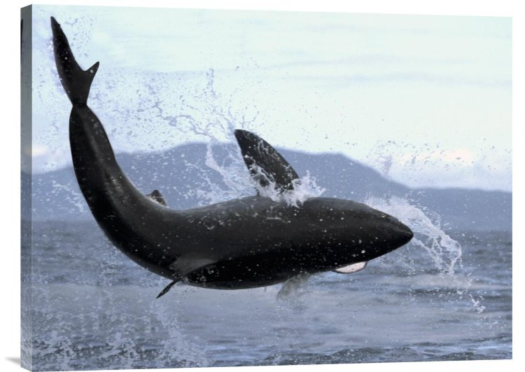 Great White Shark Leaping Out Of Water To Catch Seal, False Bay, South Africa - Wrapped Canvas Photograph, 18" H x 24" W