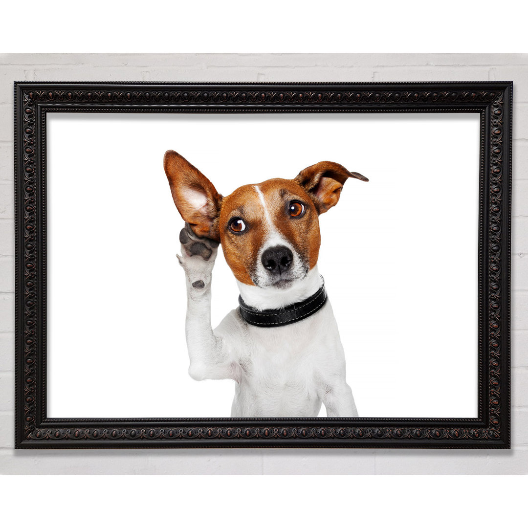 Jack Russell Hund Listen - Einzelner Bilderrahmen Kunstdrucke