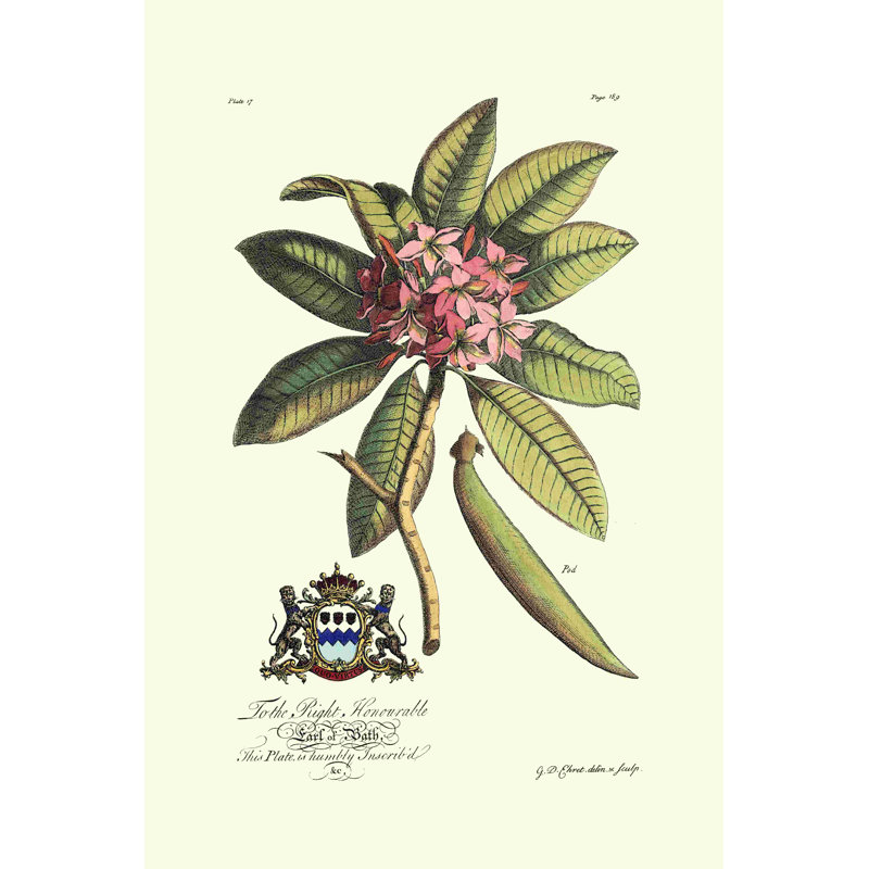 Royal Botanical V, H 18 po x l 12 po