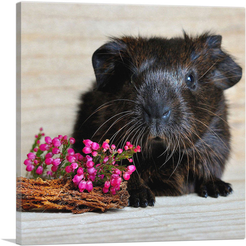 Cochon d'Inde noir - reproduction de photo sur toile tendue, H 18 po x l 18 po x P 0,75 po