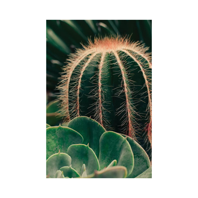 Cactus And Succulent - Wrapped Canvas Gallery-Wrapped Canvas Giclée, 20.32 cm H x 30.48 cm W