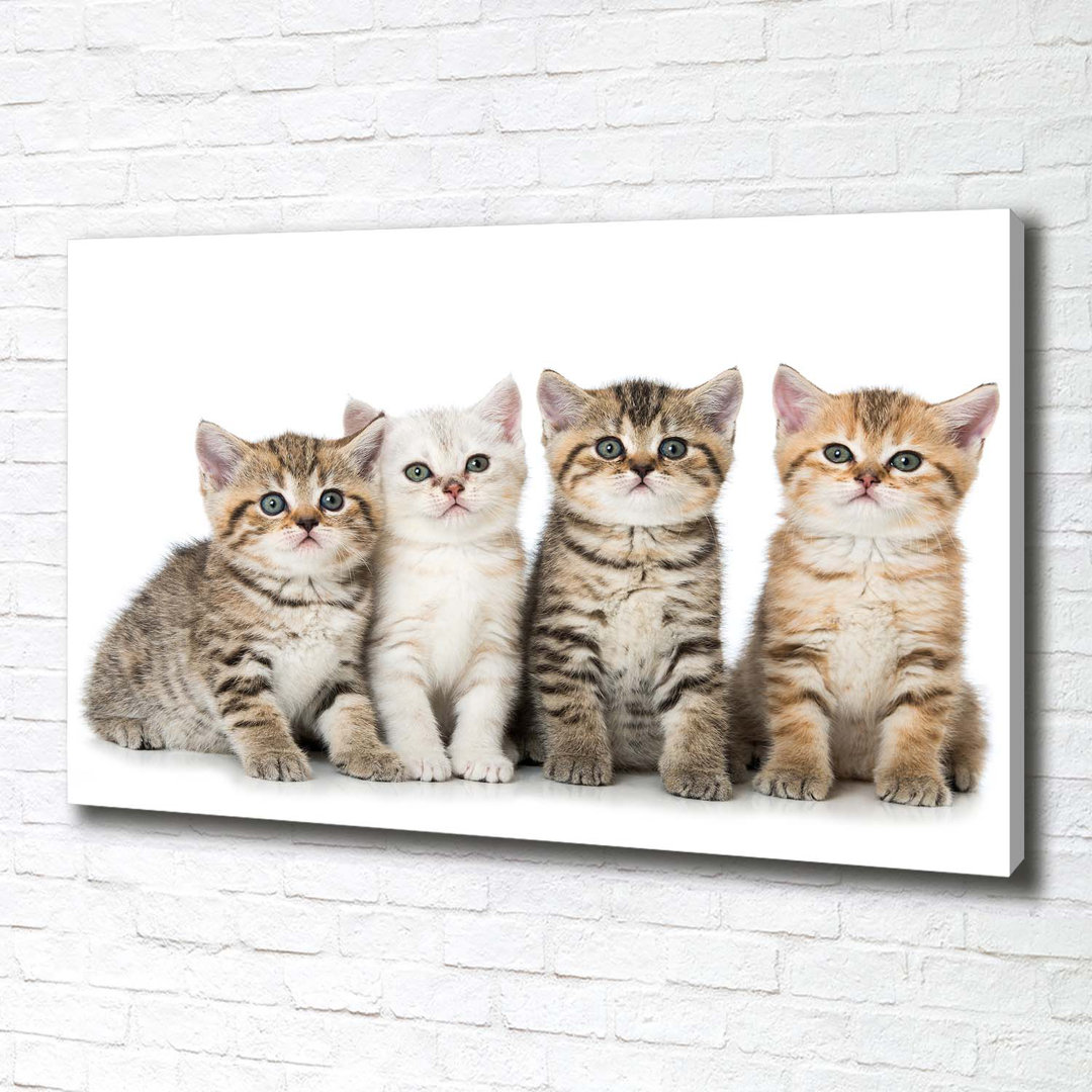 Kleine Katzen - Kunstdrucke auf Leinwand - Wrapped Canvas