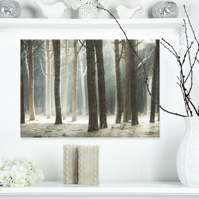 Maritime Pine Tree Forest with Rays Photographic Print on Wrapped Canvas