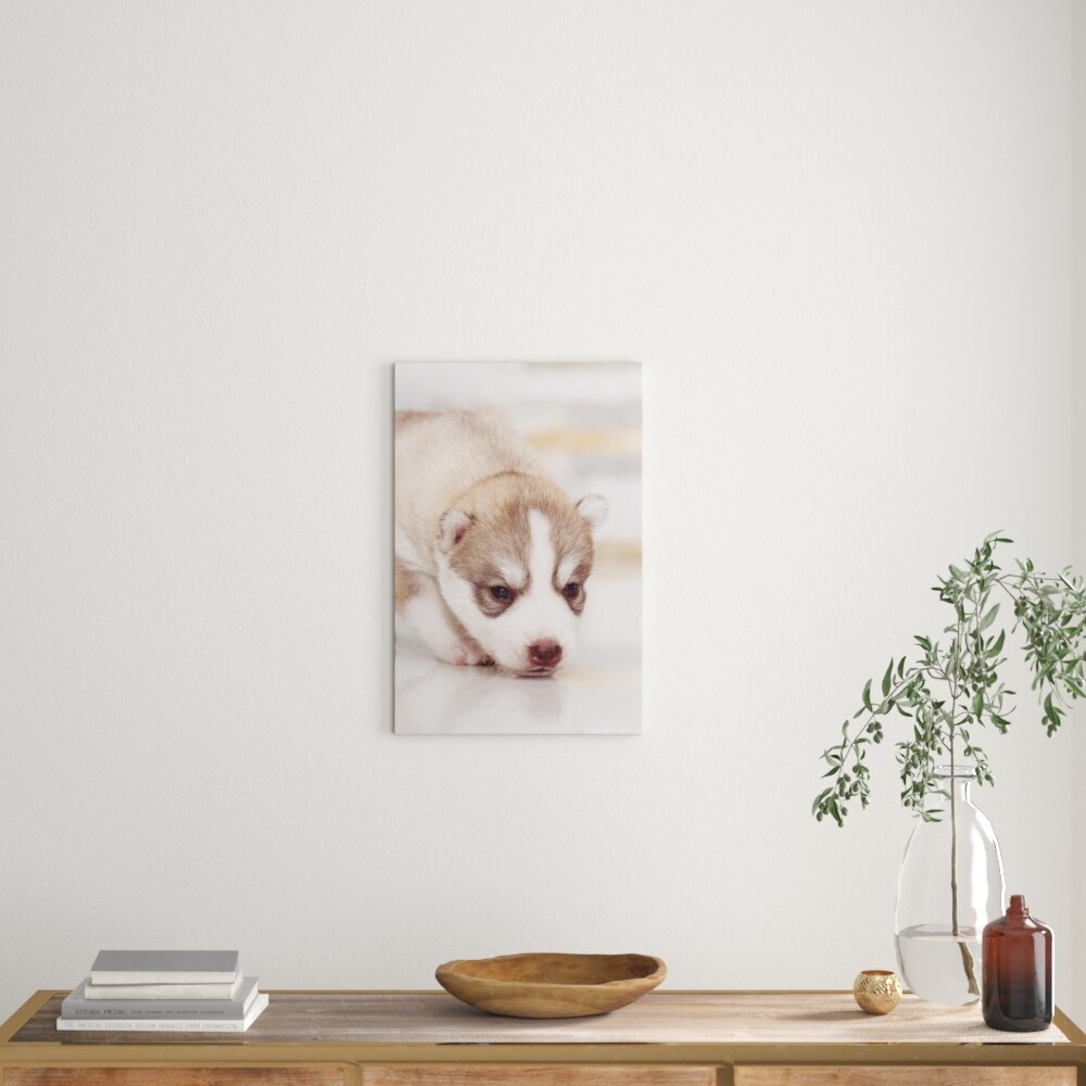 Leinwandbild Husky Welpe, Fotodruck