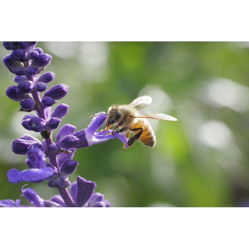 Honey Bee - Wrapped Canvas Print, 81cm H x 122cm W x 3.8cm D