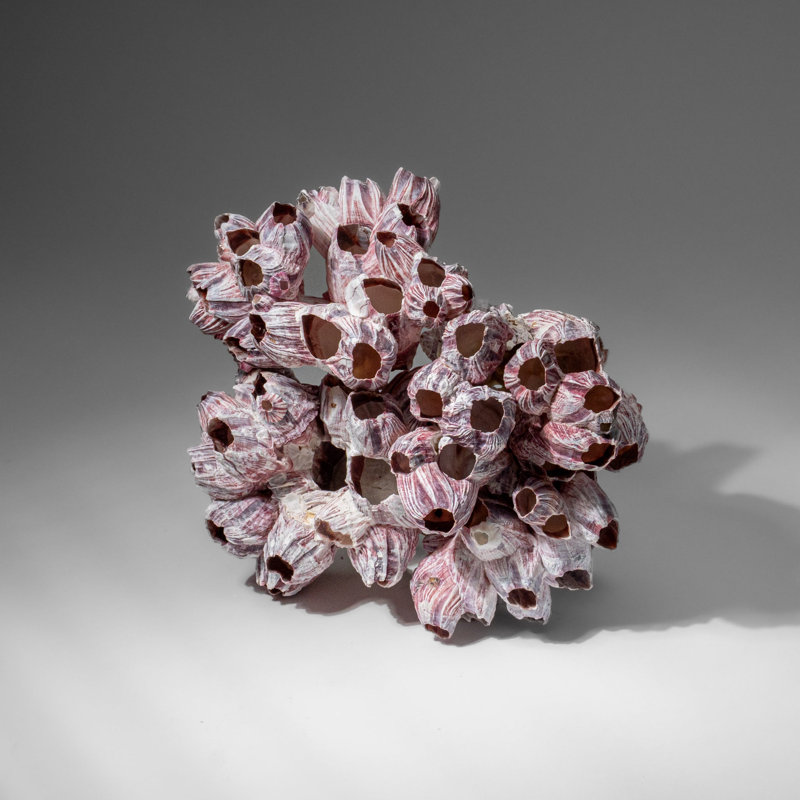 Véritable grappe mauve et gland de Barnacle (1 lb)