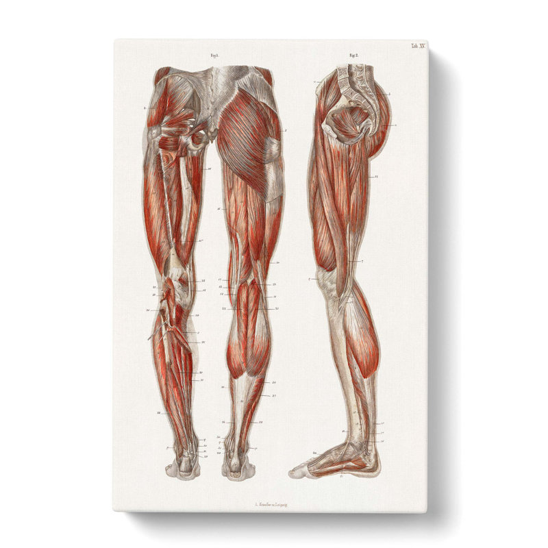 Anatomy of the Leg Muscles by Carl Ernst Bock - Wrapped Canvas Graphic Art Print, 76cm H x 50cm W x 3cm D
