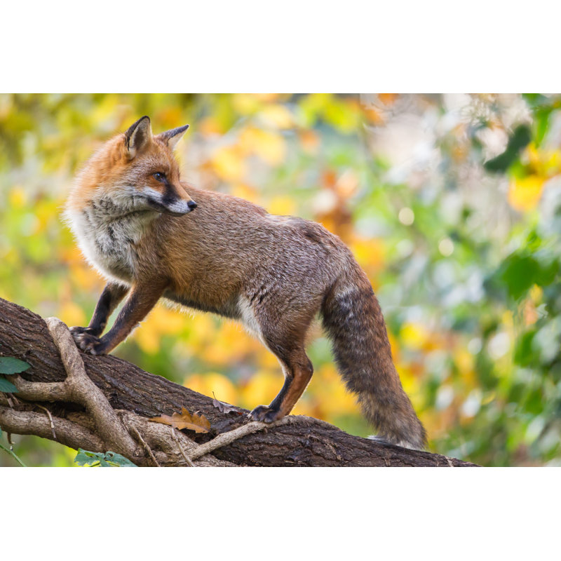 Red Fox by Damiankuzdak - Wrapped Canvas Print, 51cm H x 76cm W x 3.8cm D