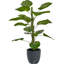 120cm Faux Plant in Cement Pot