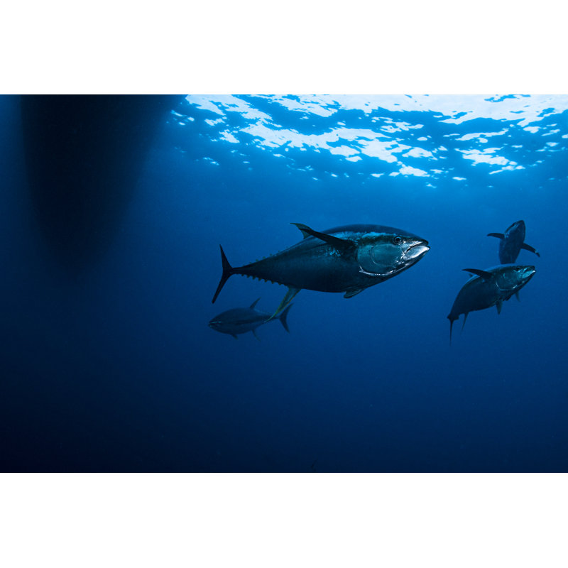 Tuna Fish par Atese - Photographie sur toile tendue, H 8 po x l 12 po