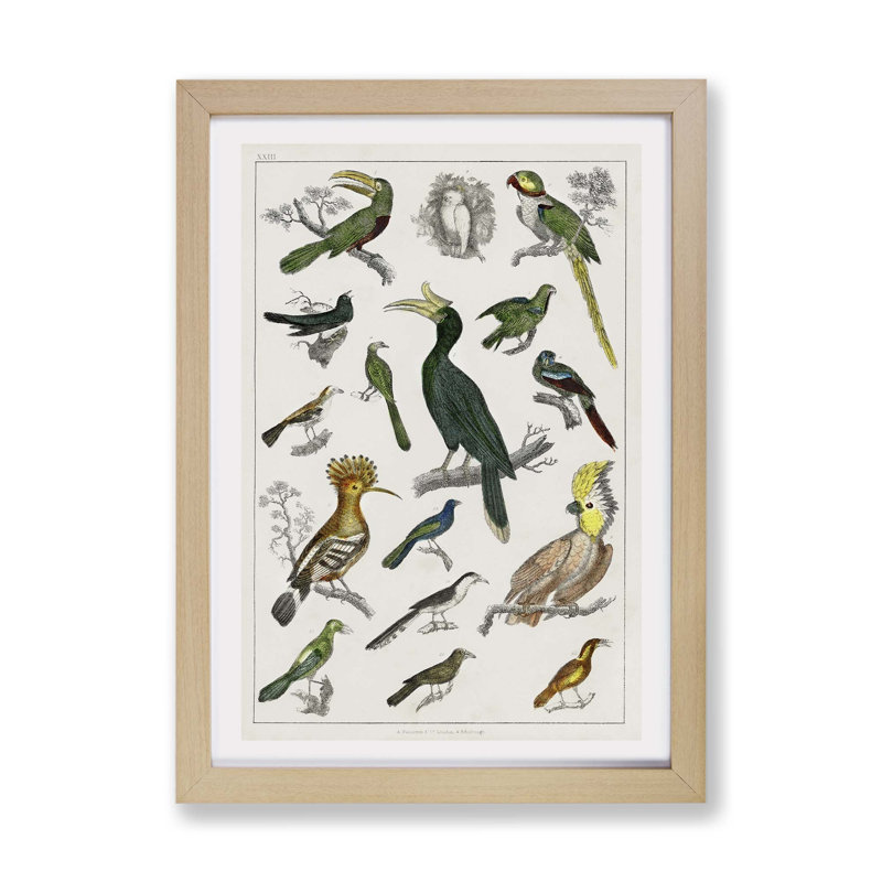 Collection Of Birds by Oliver Goldsmith - Single Picture Frame Painting, Oak, 33cm H x 45cm W x 2cm D