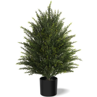 Cedar Tree in Pot