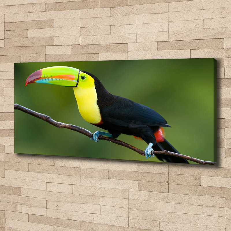 Toucan - Wrapped Canvas Print
