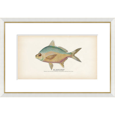 Poisson tropical - reproduction encadrée