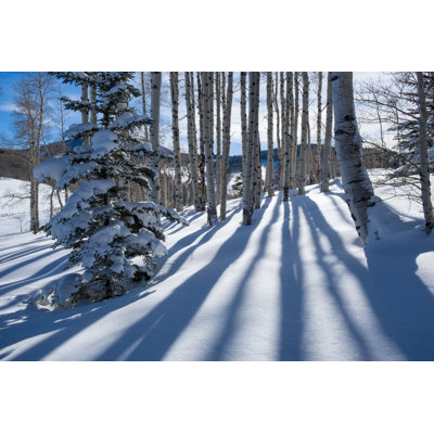Shadows and aspens winter mountain