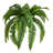 Fern Arrangement