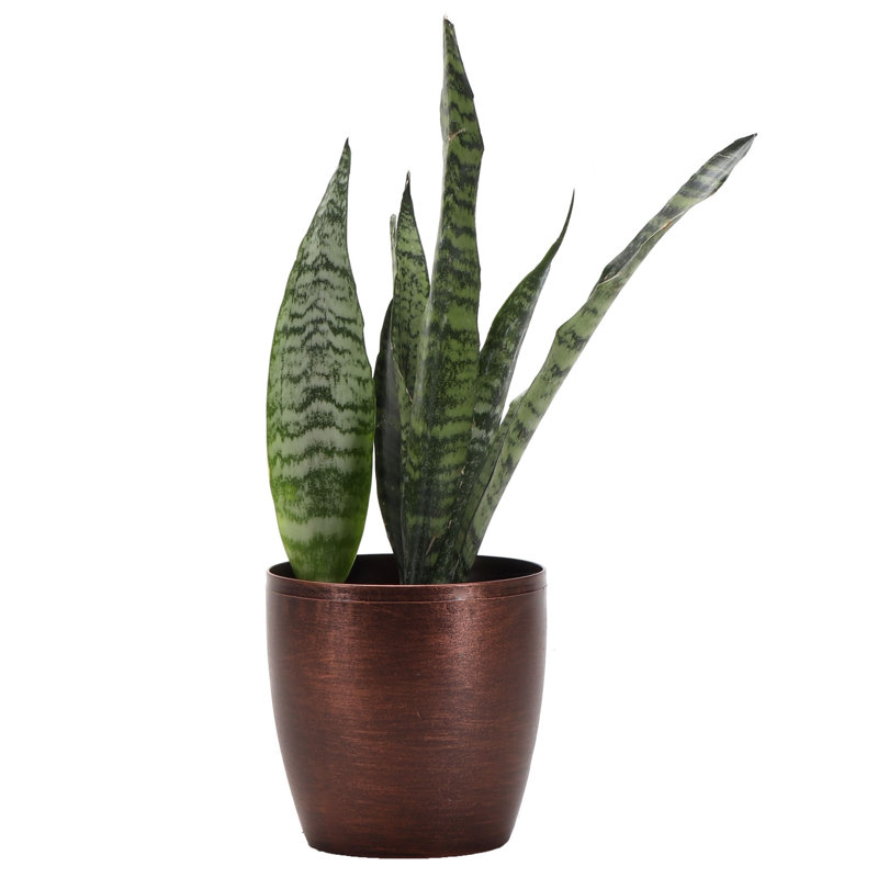 Live Zeylancia Snake Plant in Classic Pot, Copper