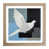 Oak selected