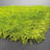 Tapis vert area Baptista