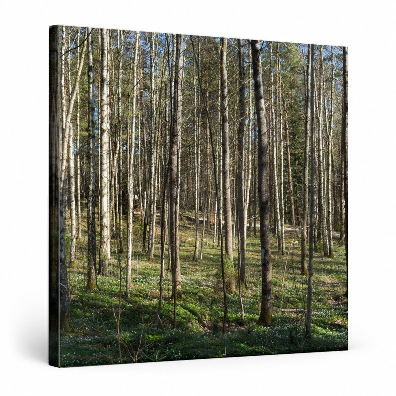Forêt de bouleaux (1903) - art mural carré sur toile, 32" W x 32" H