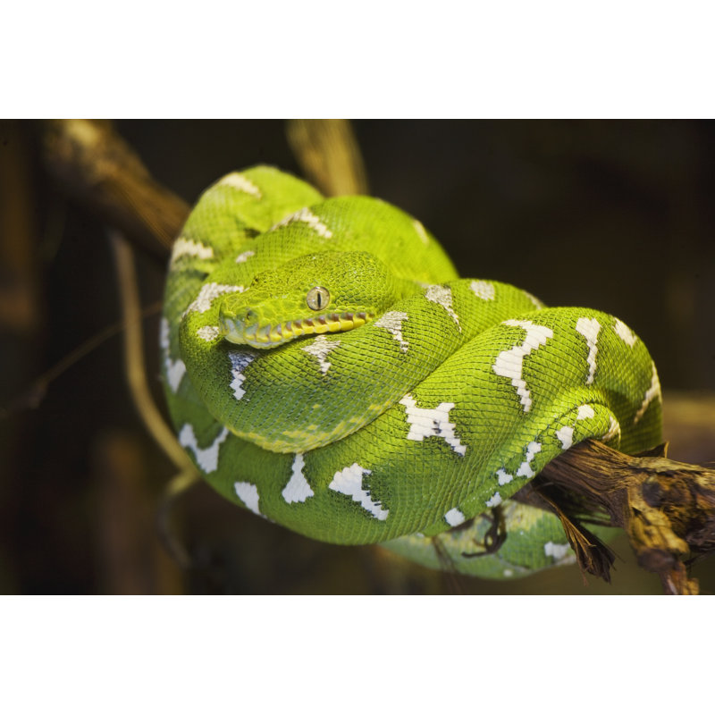 Emerald Tree Boa par Dndavis - Photographie sur toile tendue, H 20 po x l 30 po