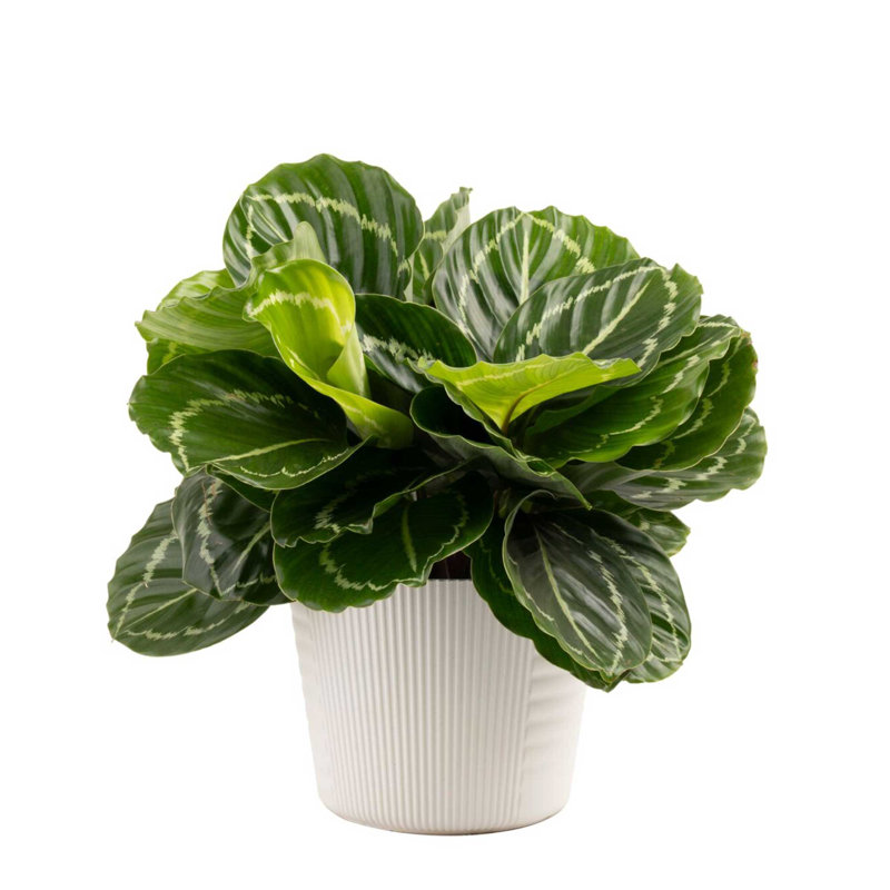 Calathea in Décor Planter