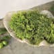 Handmade Pot Planter