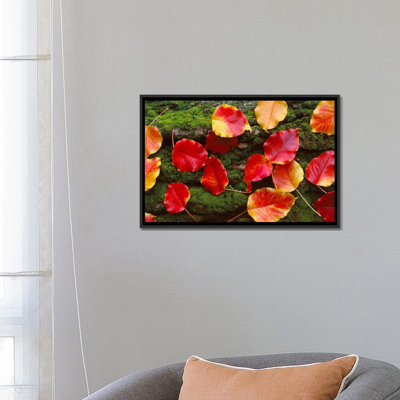 «Fall Leaves Sacramento California», reproduction de photo sur toile