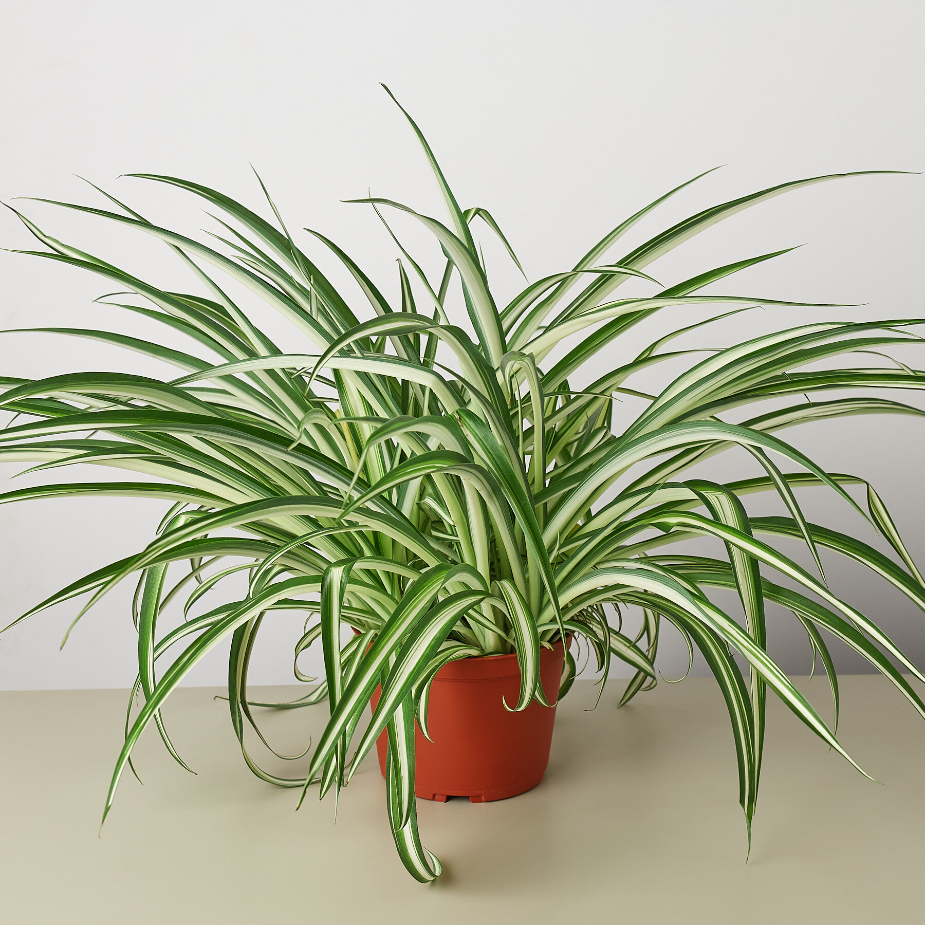 House Plant Shop Spider Plant Reverse - 6