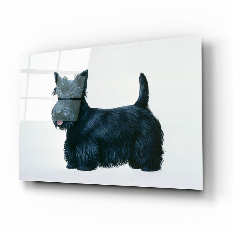 «Scottish Terrier» par Harro Maass, Latitude Run®, art mural en verre acrylique, H 12 po x l 16 po x P 0,2 po