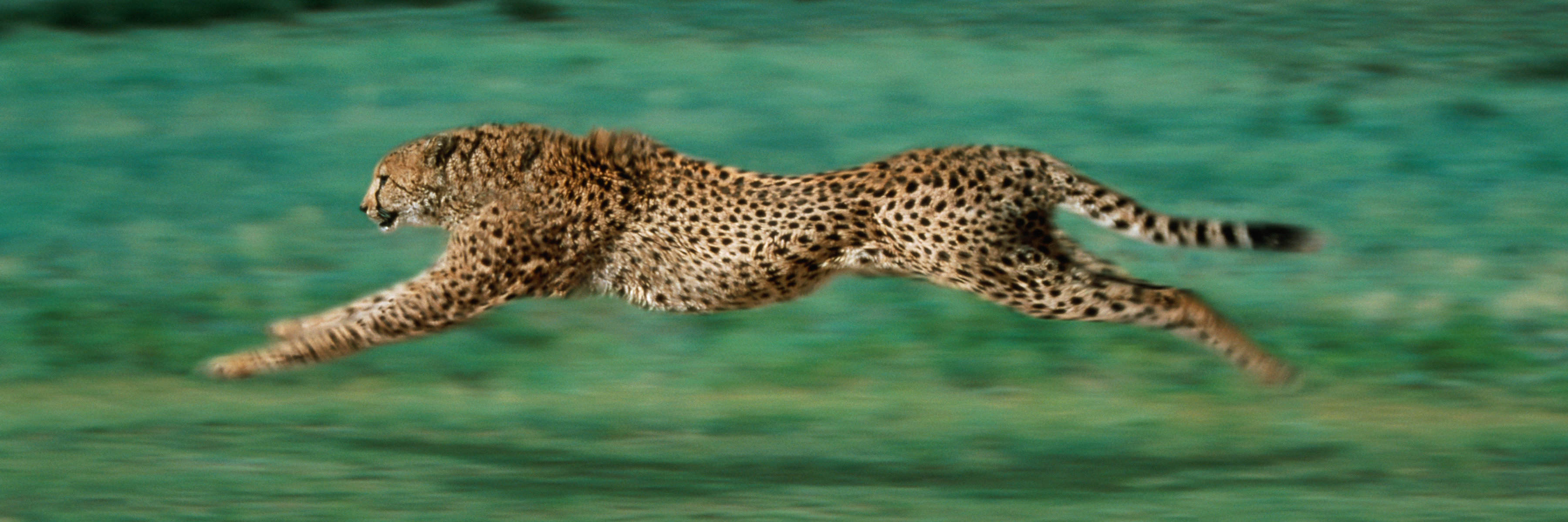 Buy Art for Less Officially Licensed Cheetah Running Wrapped Canvas