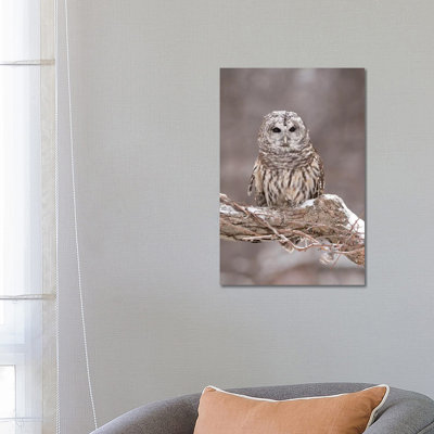 Barred Owl In Winter, Howell Nature Center, Michigan by Steve Gettle - Wrapped Canvas Print