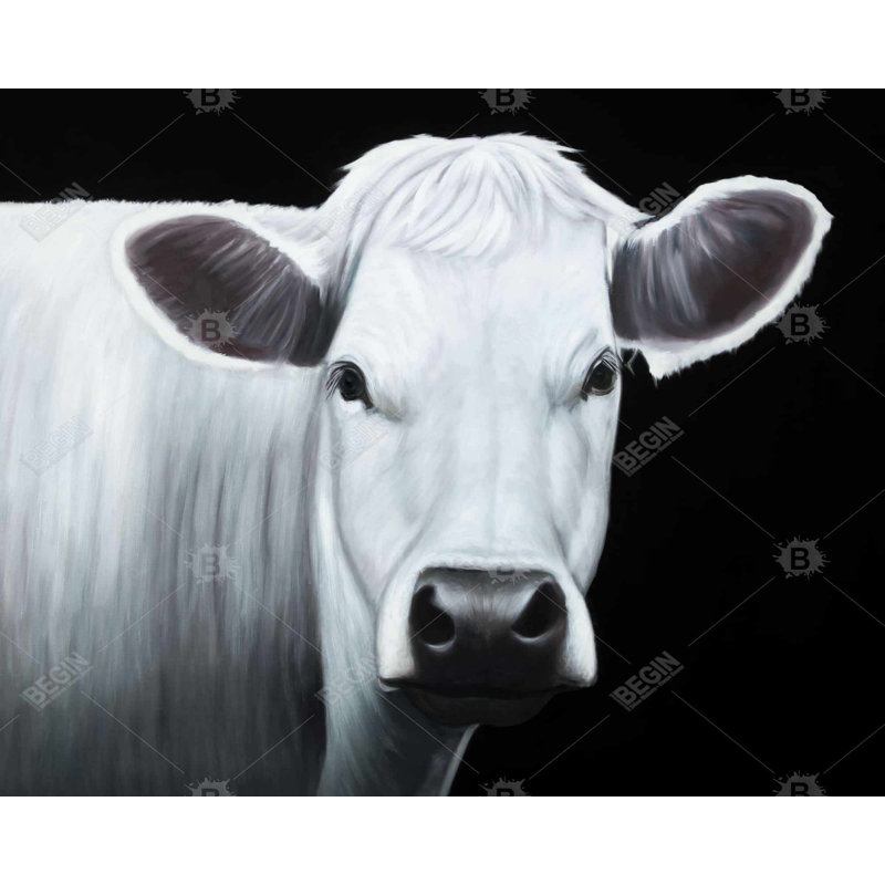 " White Cow "